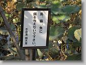 IMG_0222 * 650 x 488 * (106KB)