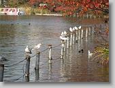 IMG_0264 * 650 x 488 * (122KB)