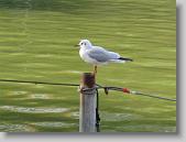 IMG_0266 * 650 x 488 * (66KB)